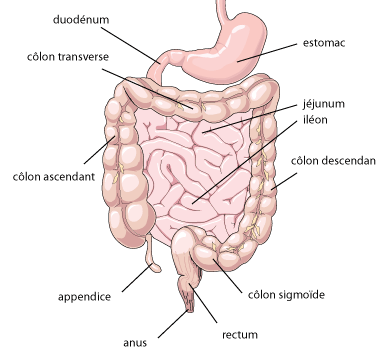 Illustration of colon and intestine